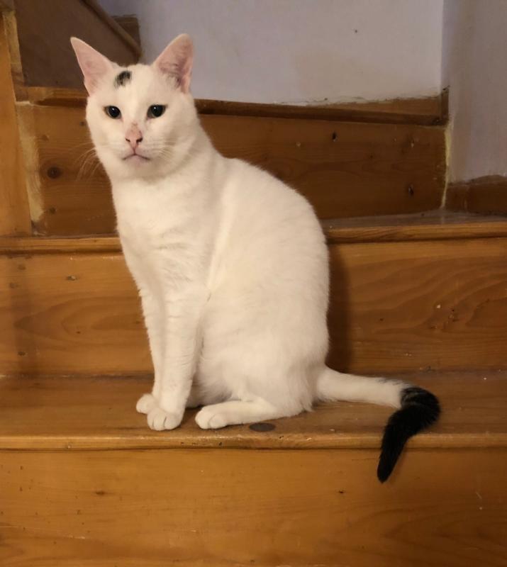 Spot