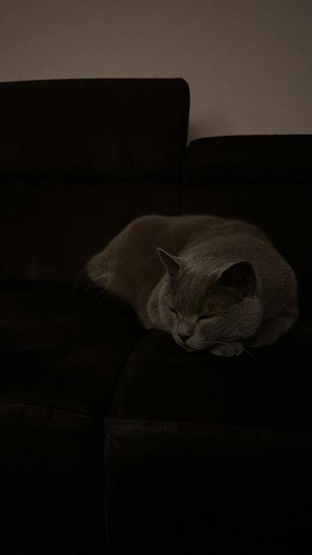 Mira