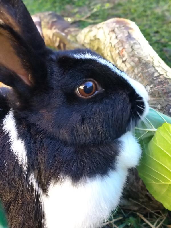 Petunia