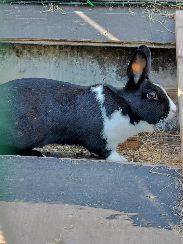 Petunia