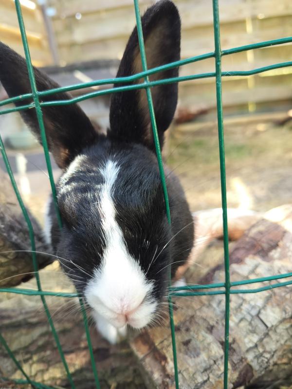 Petunia