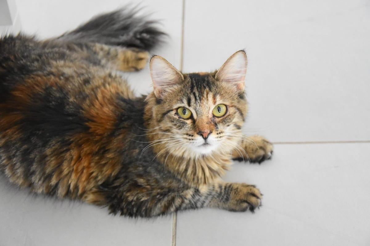 Mae