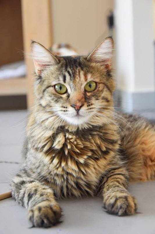 Mae
