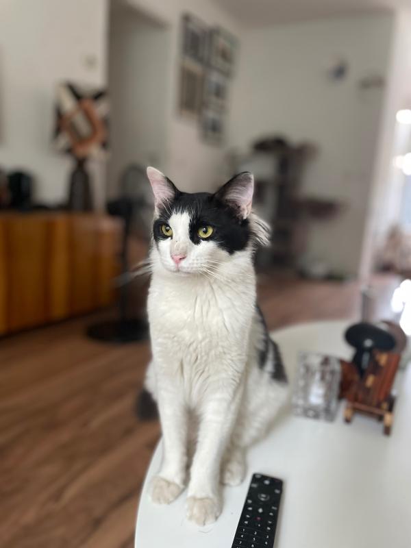 Elias