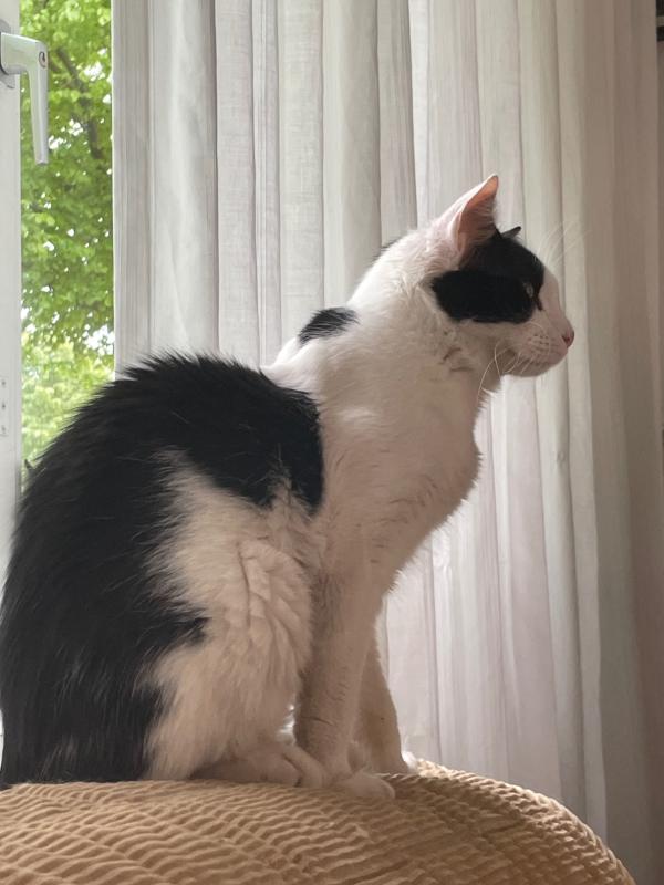Elias