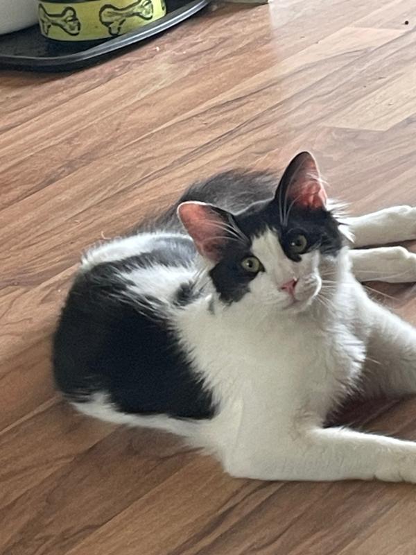 Elias
