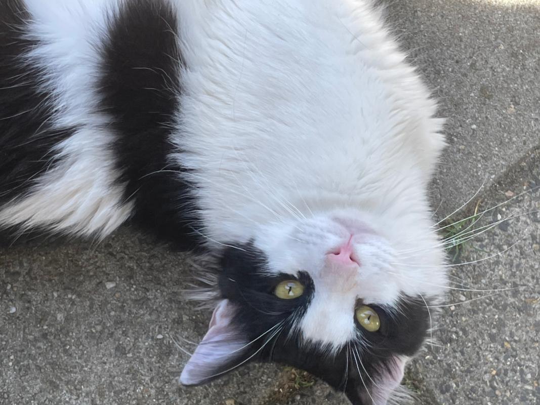 Elias