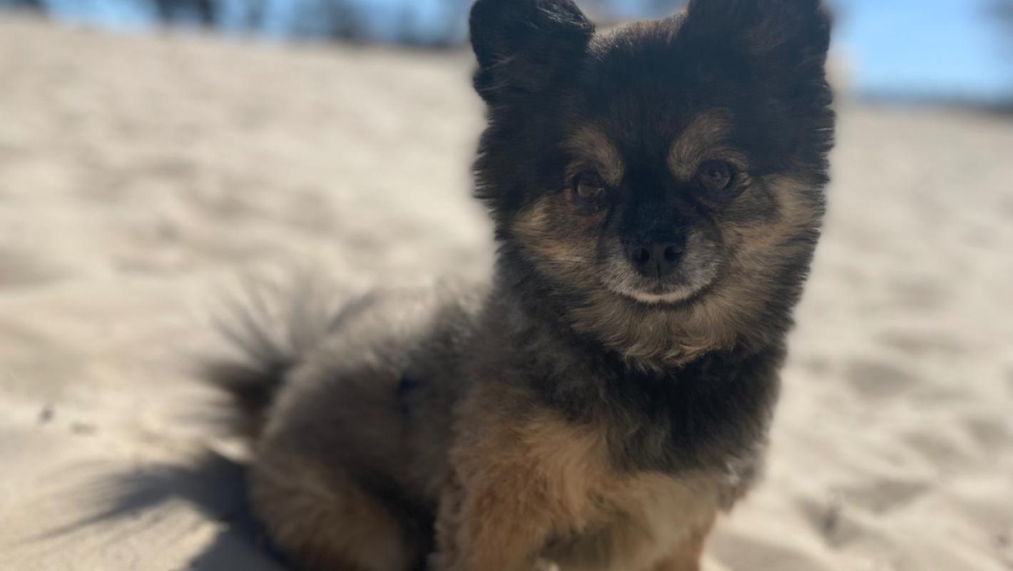 Teddy