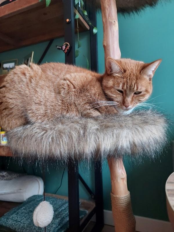 Bella