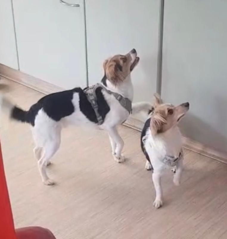Bo