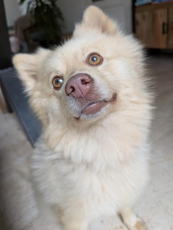 Teddy