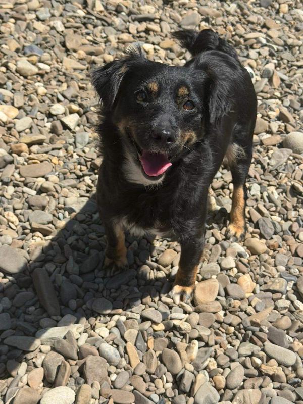 Hazel
