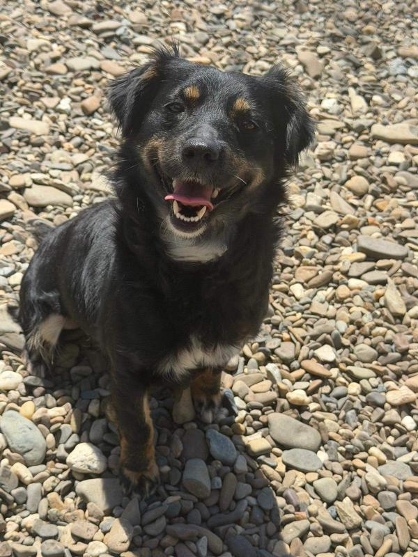 Hazel