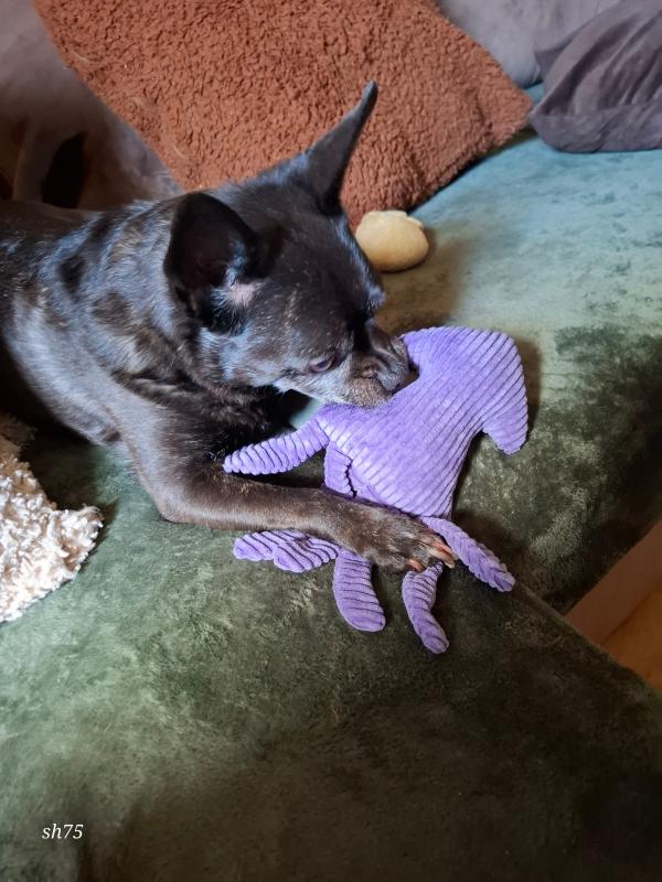 Dino