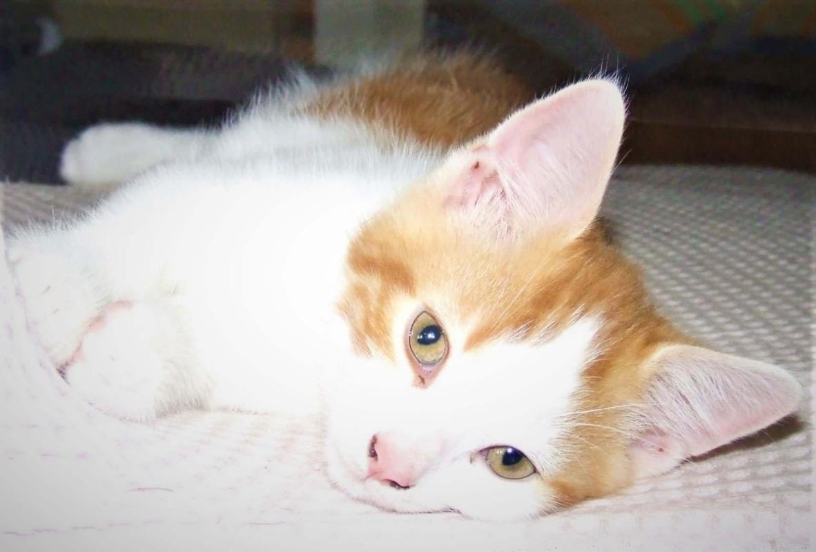 Loki