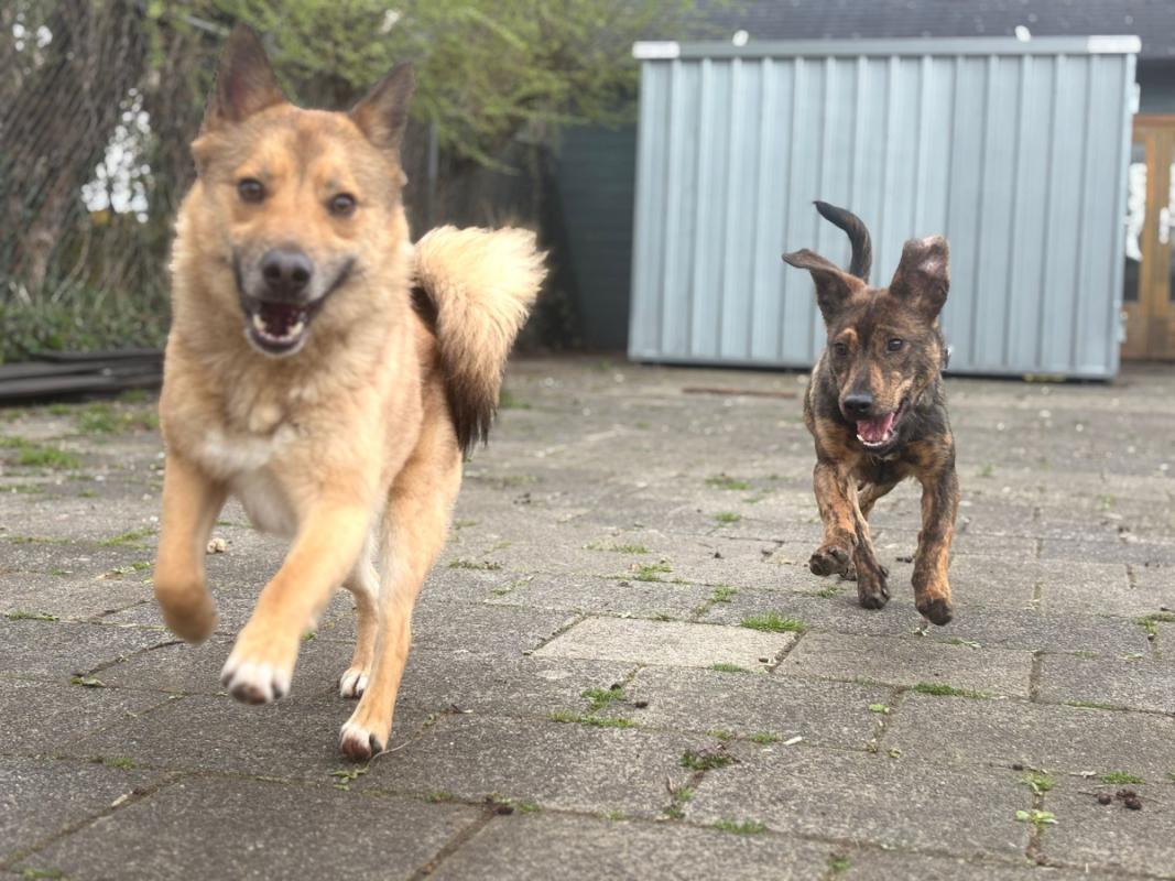 Mira