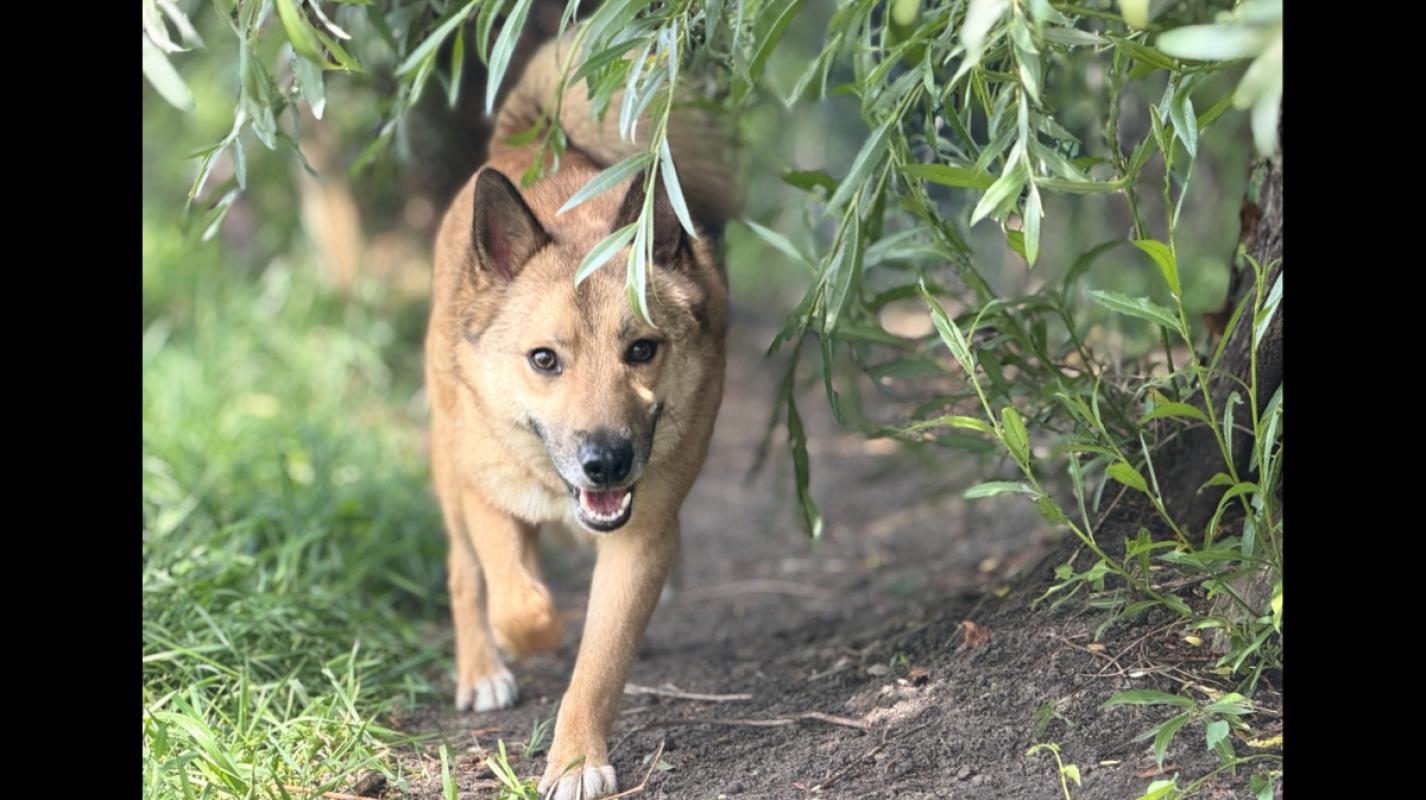 Foxy