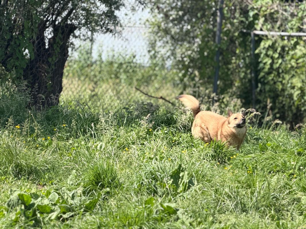Foxy