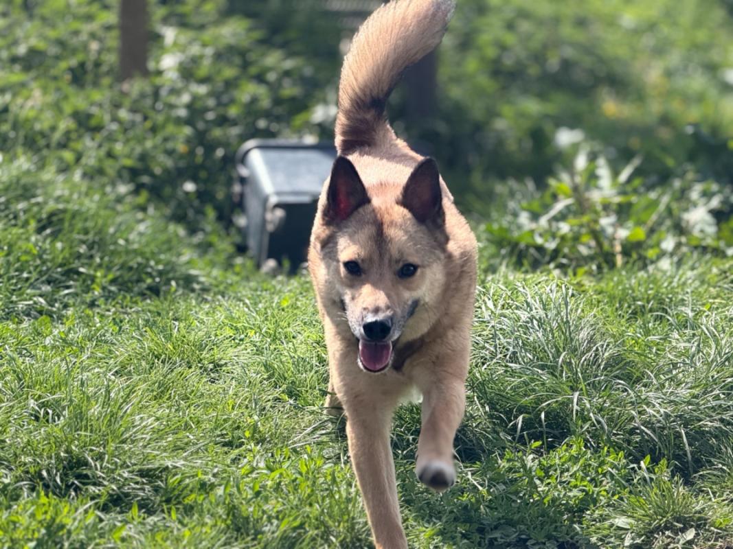Foxy
