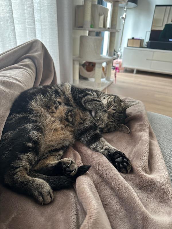 Pip