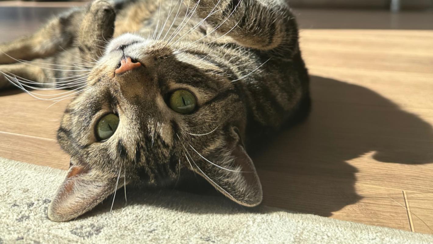 Pip