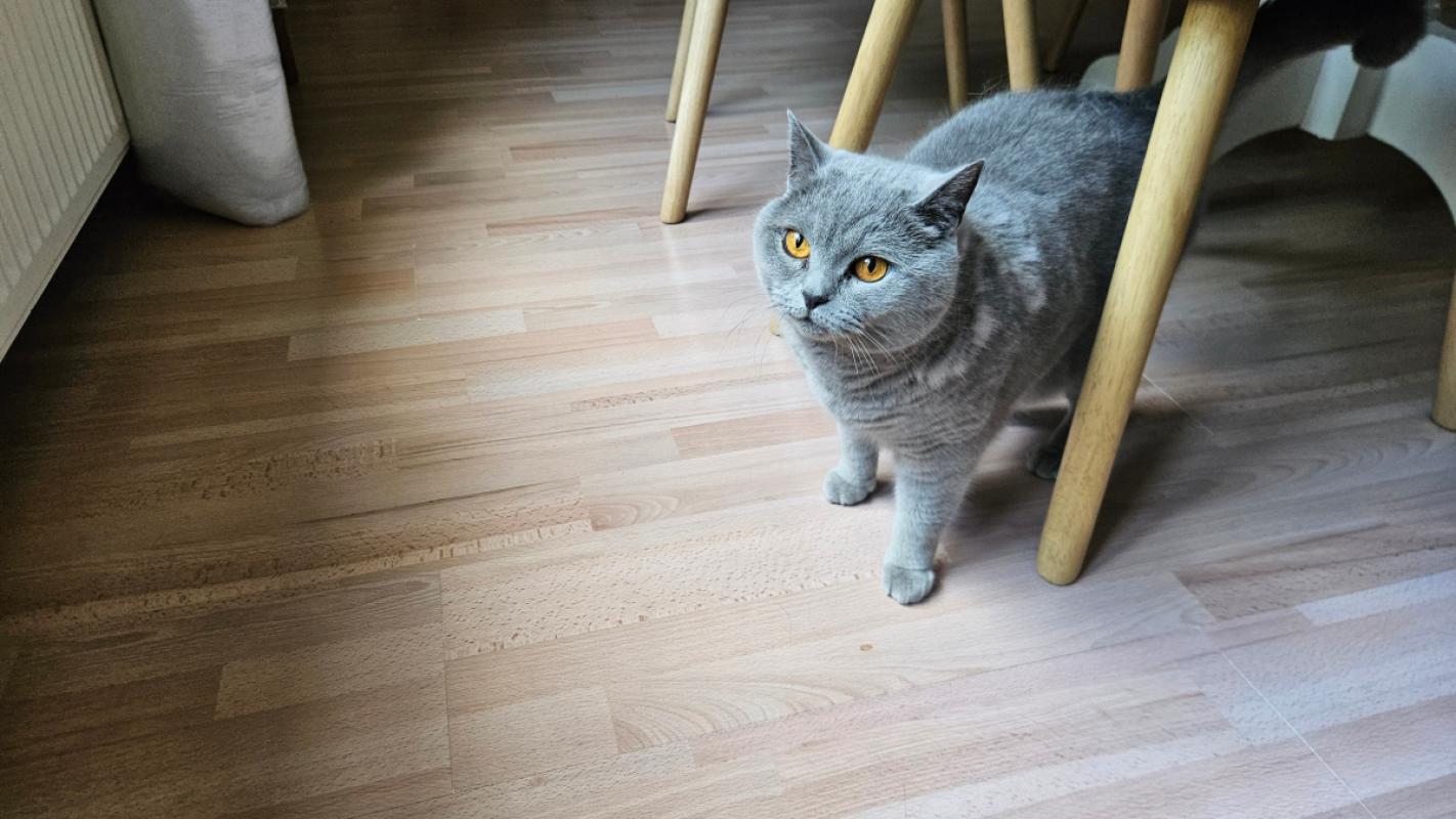 Sam