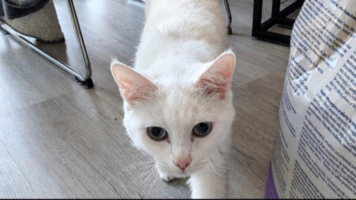 Bella