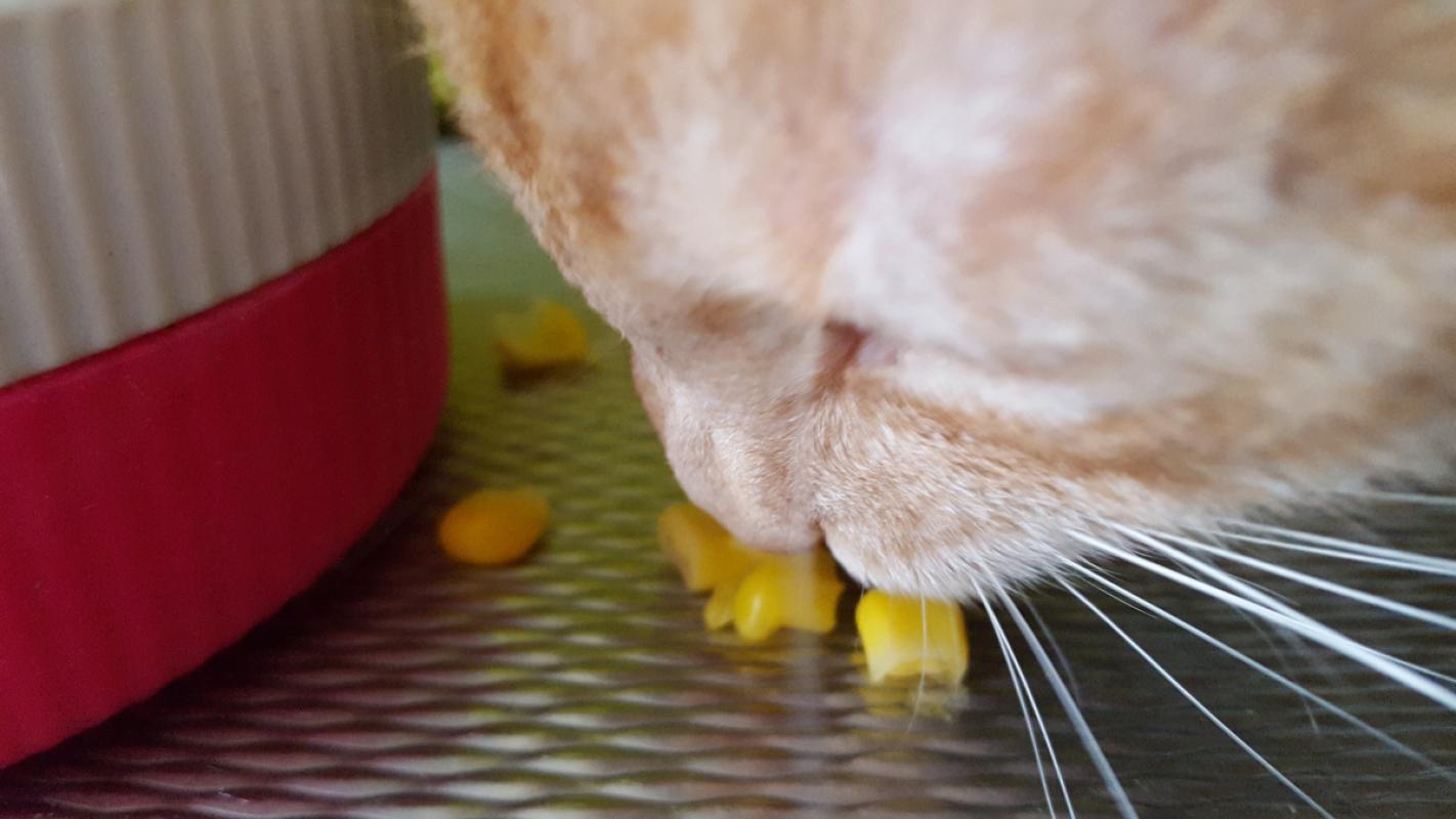 *SPOED* Pinda