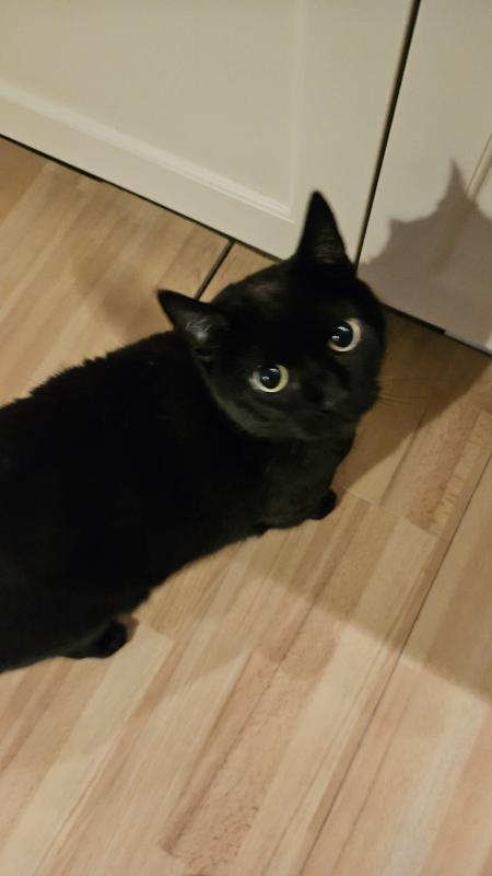 Freddy