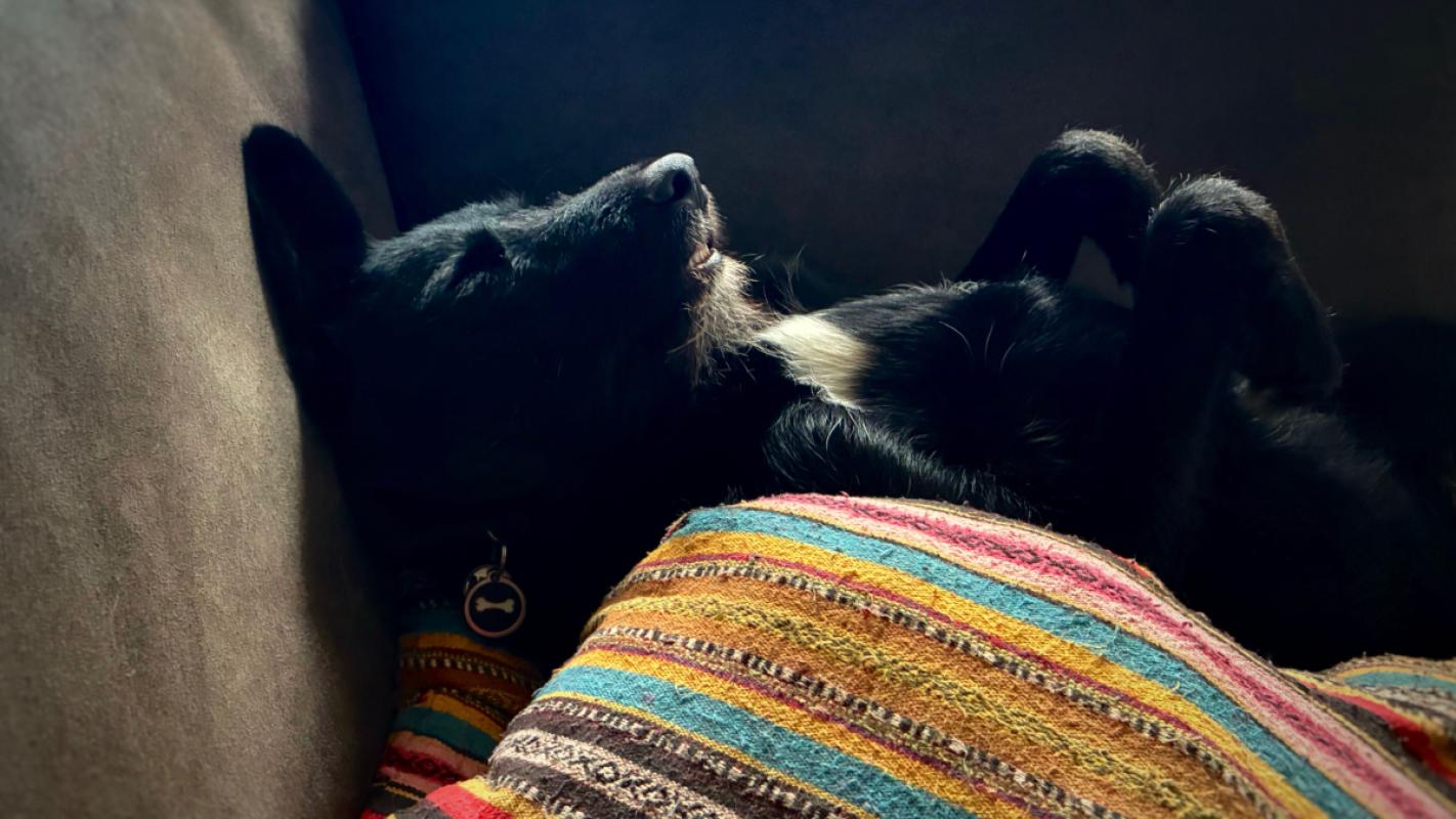 Ollie