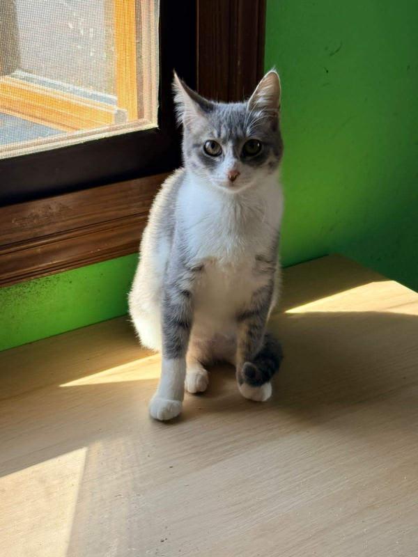 Astrid
