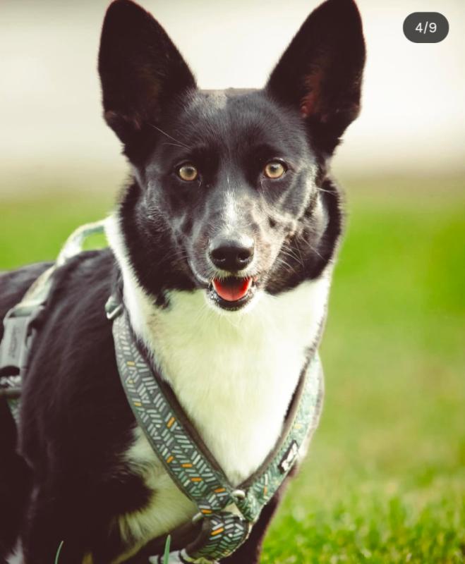 Maggie