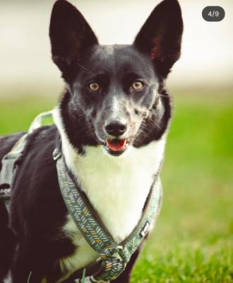 Maggie