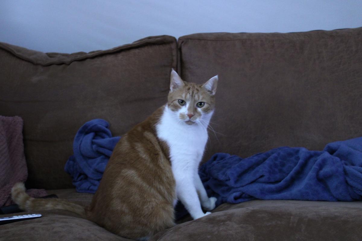 Chester