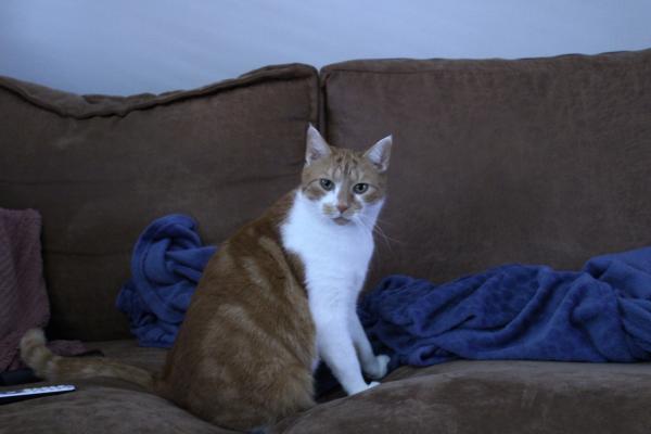 Chester