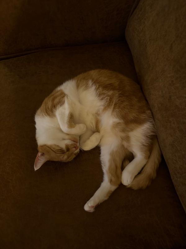 Chester