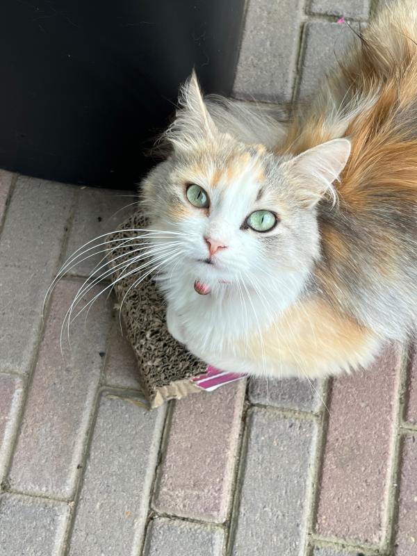 Maja