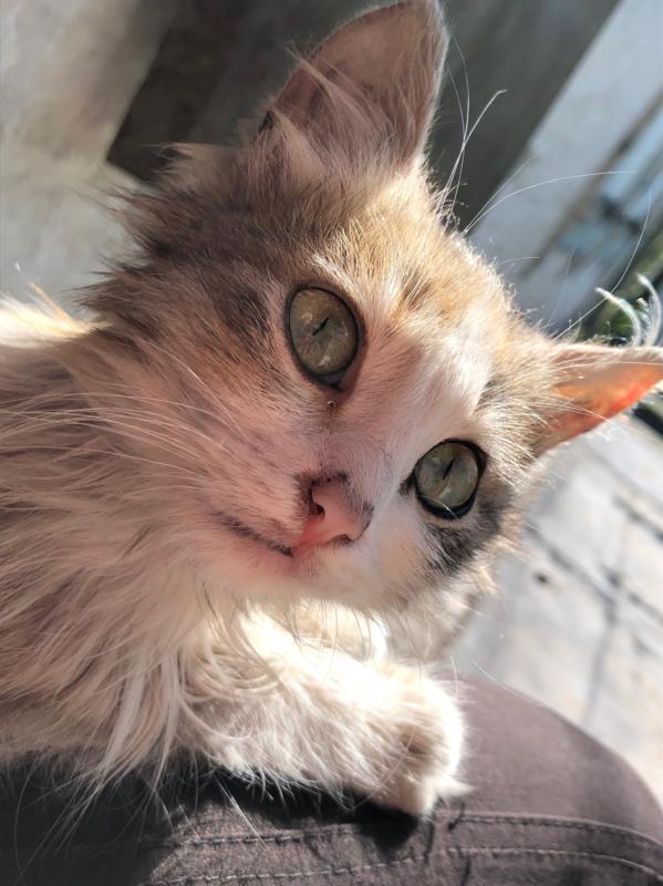 Maja