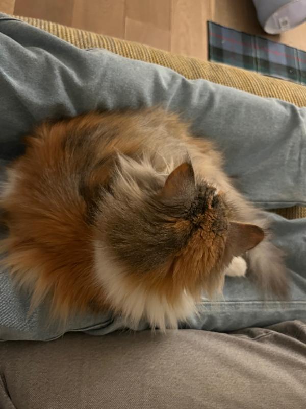 Maja
