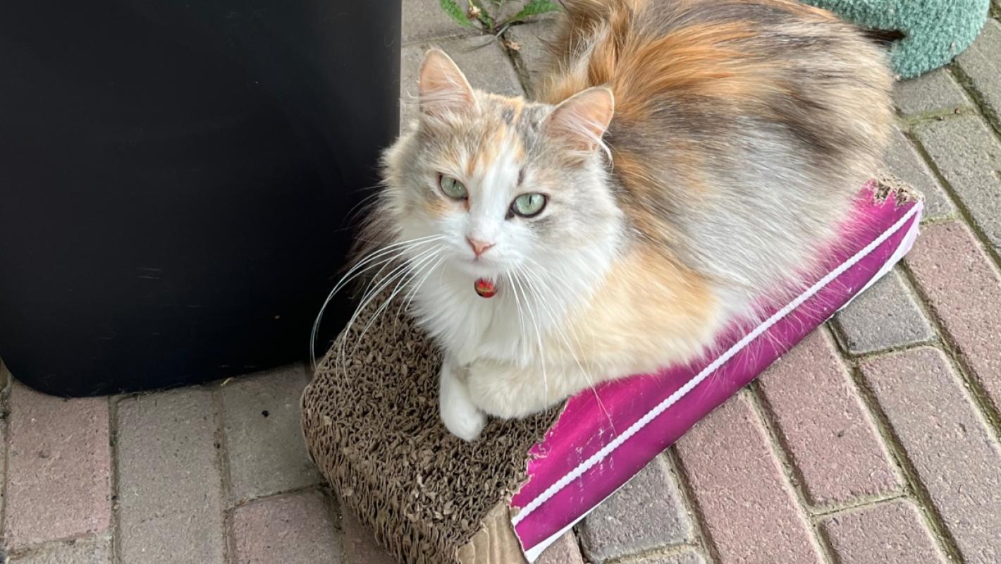 Maja
