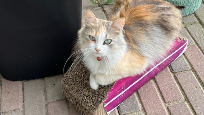 Maja