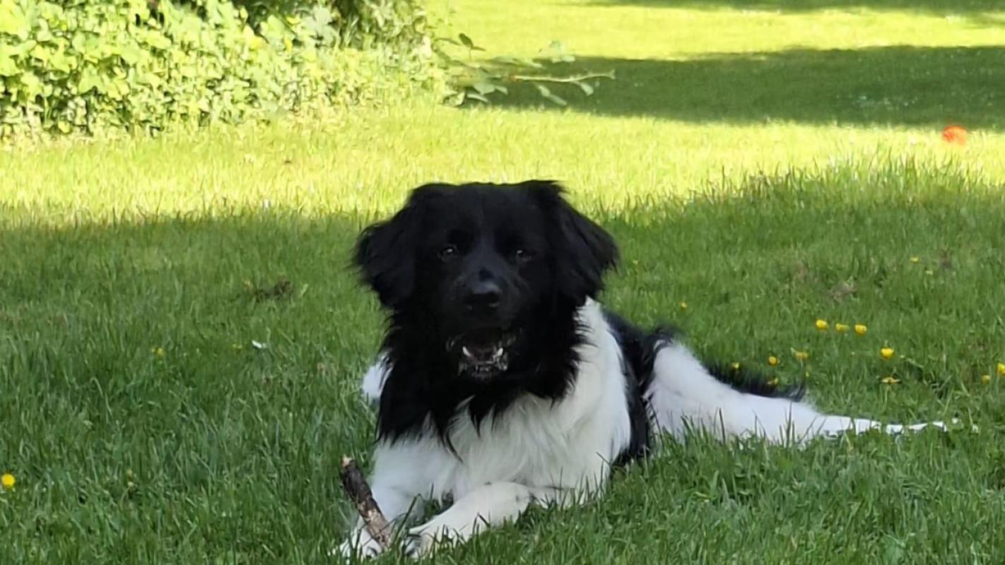 Toby