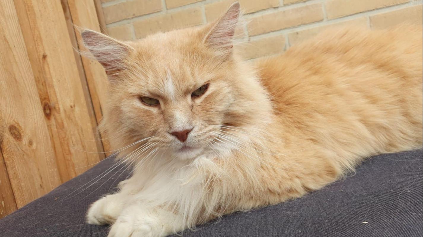 Siepie