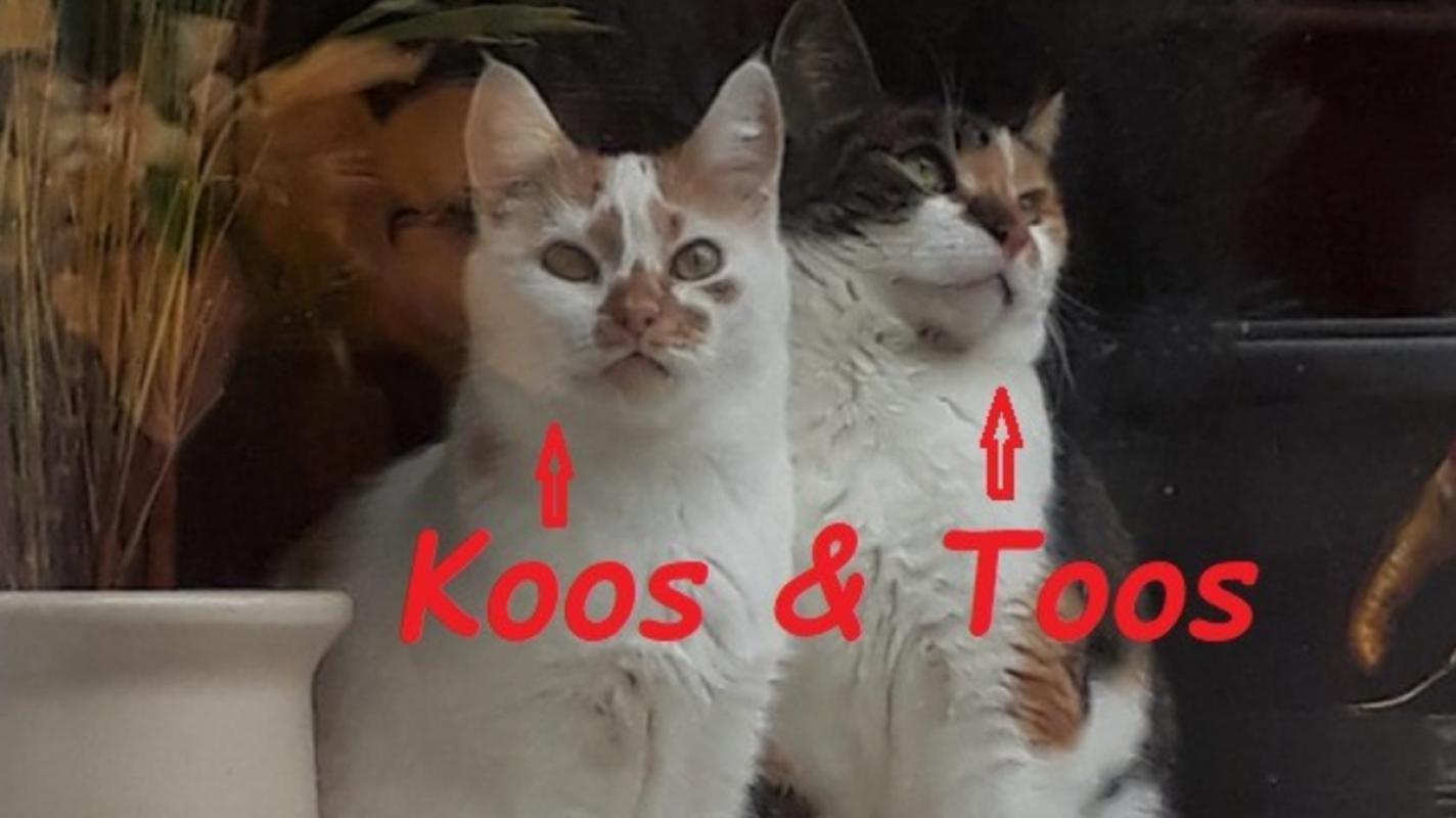 Toos