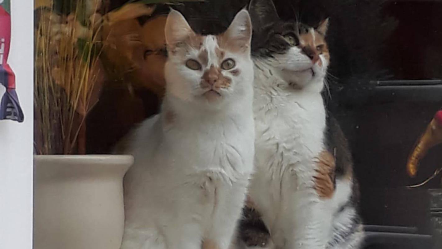 Koos