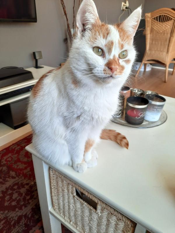 Koos