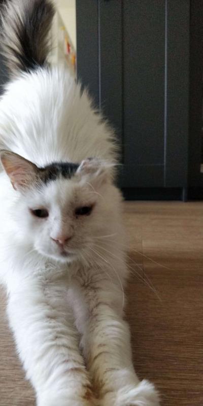 Mimi