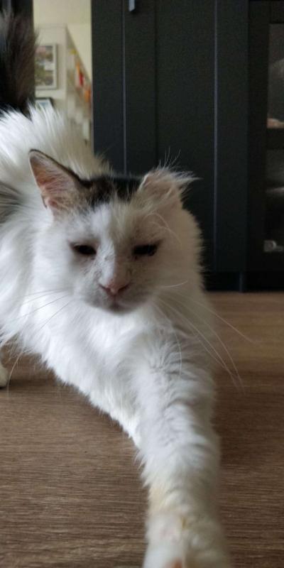 Mimi