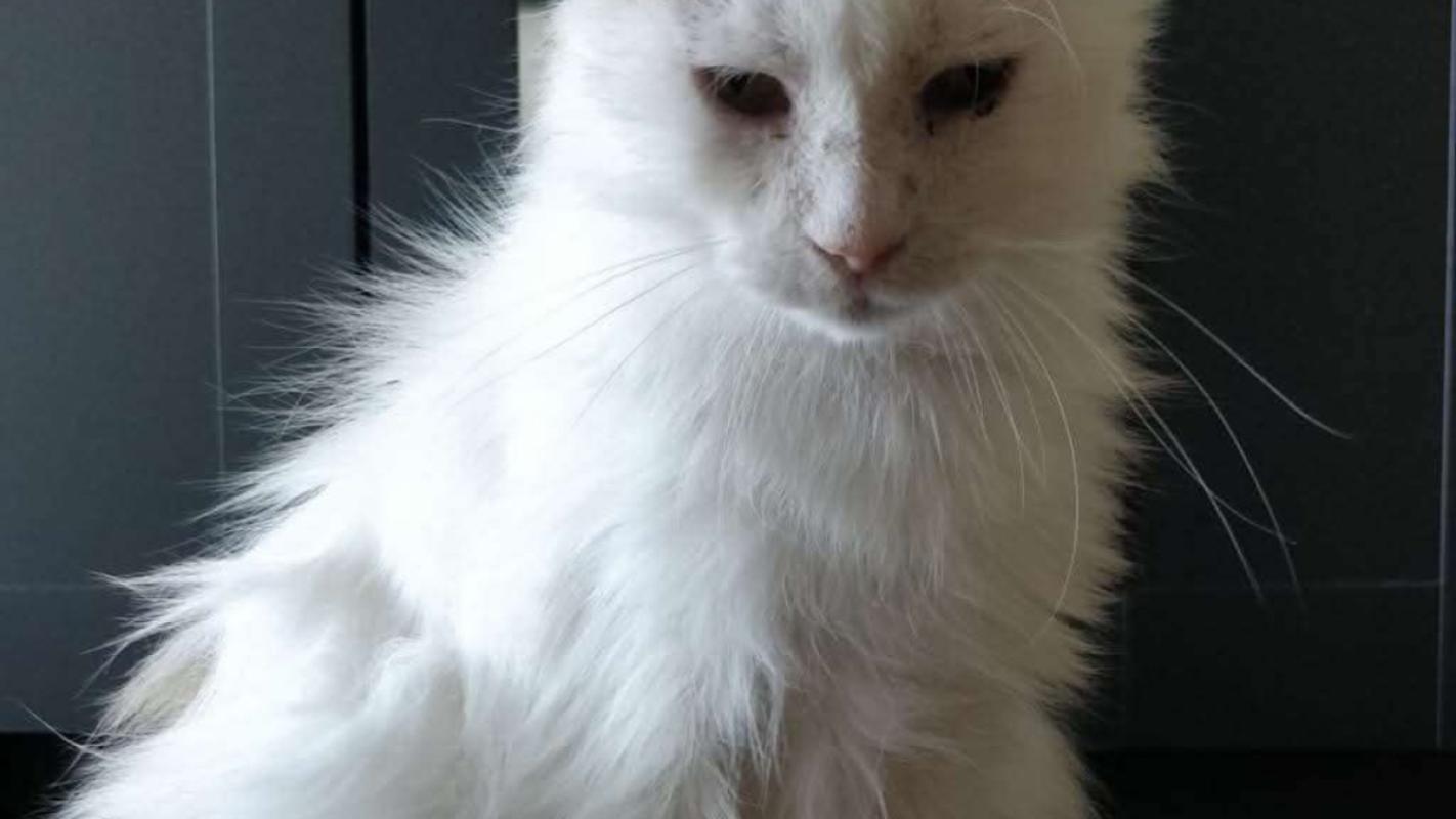 Mimi