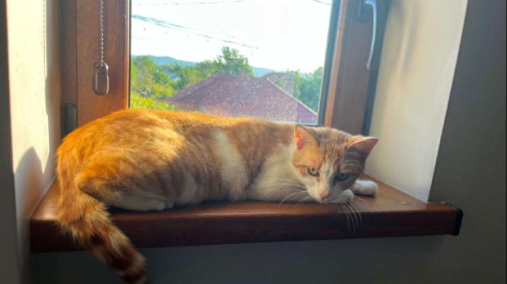 Ginny